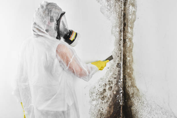 Best Industrial Mold Remediation in Escobares, TX