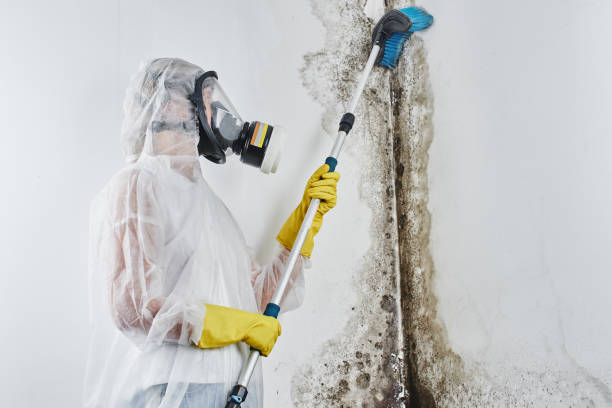 Best Residential Mold Remediation in Escobares, TX