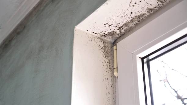 Best Crawl Space Mold Remediation in Escobares, TX