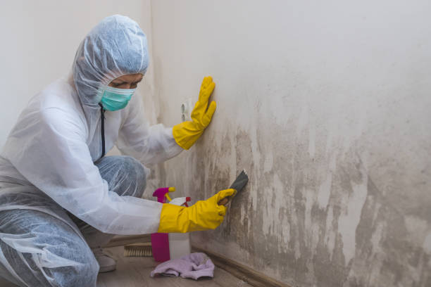 Best Mold Remediation for Specific Building Types in Escobares, TX