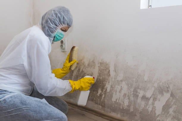 Professional Mold Remediation in Escobares, TX