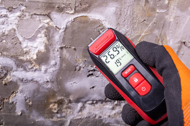 Best Insurance-Related Mold Remediation in Escobares, TX