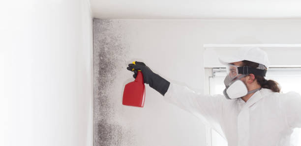 Best Basement Mold Remediation in Escobares, TX