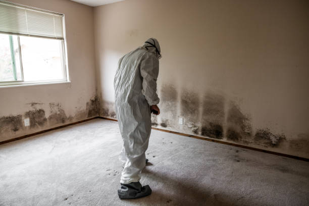 Best Residential Mold Remediation in Escobares, TX