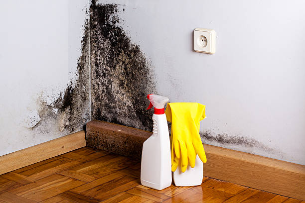 Best Insurance-Related Mold Remediation in Escobares, TX
