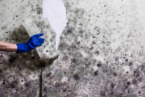 Best Industrial Mold Remediation in Escobares, TX