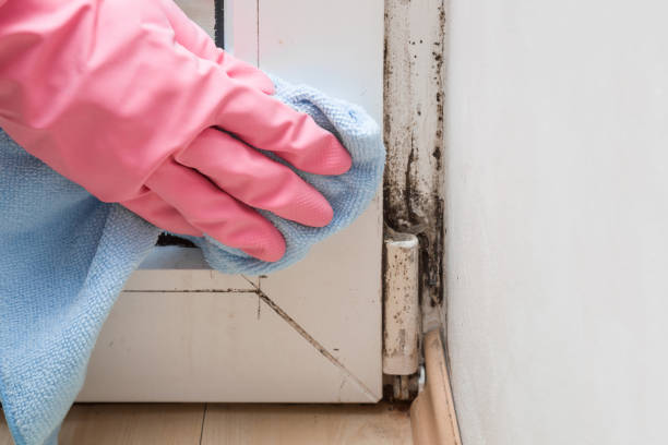 Best Crawl Space Mold Remediation in Escobares, TX